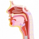 الدكتور الواقف فيصل أخصائي أمراض الأنف والأذن والحنجرة