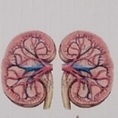 الدكتور لحلو حكيم أخصائي أمراض المسالك البولية