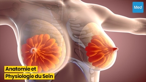 Comprendre l'Anatomie et la Physiologie du Sein