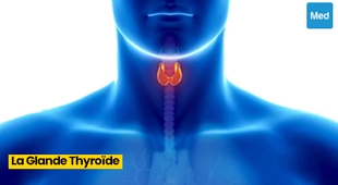 المجلة الطبية Comprendre la Glande Thyroïde : Fonctions, Régulation Hormonale et Tests de Diagnostic
