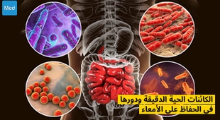 المجلة الطبية  الكائنات الحية الدقيقة ودورها في الحفاظ على الأمعاء