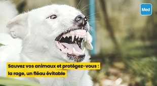Magazine Sauvez vos animaux et protégez-vous : la rage, un fléau évitable