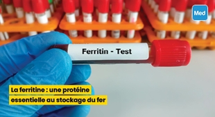 Magazine La ferritine : une protéine essentielle au stockage du fer