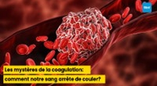 المجلة الطبية Les mystères de la coagulation : comment notre sang arrête de couler