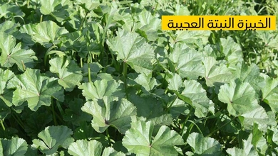 الخبّيزة النّبتة العجيبة مغذّية ومعالجة لعديد الأمراض