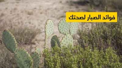 فوائد الصبار لصحتك