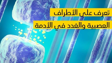 تعرف على الأطراف العصبية والغدد في الأدمة