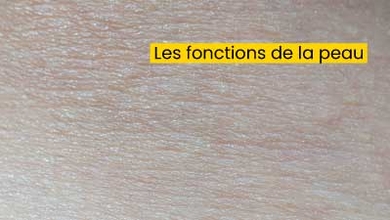 Les fonctions de la peau