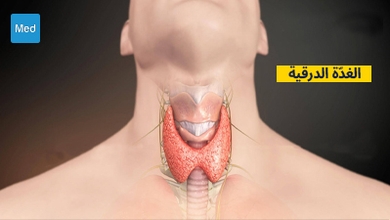 لمحة عامة عن الغُدَّة الدرقية