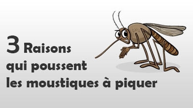 3 raisons qui poussent les moustiques à piquer