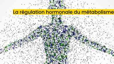 La régulation hormonale du métabolisme