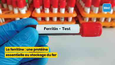 La ferritine : une protéine essentielle au stockage du fer