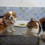 Dr Boudi   WIDAD Veterinarian