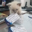 Dr Fettane N.Y Veterinarian