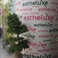   Estheluxe Kinesiotherapist