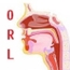 Dr Rym GAFFOUR Oto-Rhino-Laryngologiste (ORL)