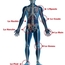 Dr Hadad OMAR Chirurgien Orthopédiste Traumatologue