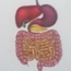 Dr Farid SEFRAOUI Gastro-entérologue
